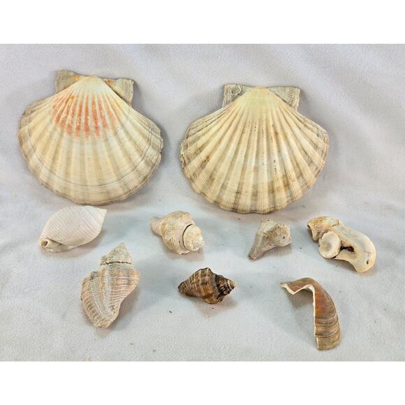 Seashell Lot 50 Mollusk Scallop Conch Clam Rock Snail 1" to 6" Crafts Collector - Picture 7 of 14